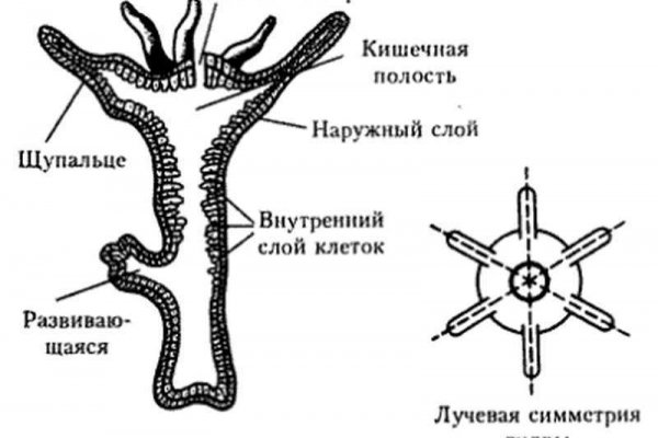 Кракен сайт kraken6.at kraken7.at kraken8.at